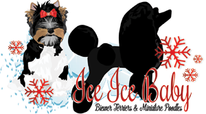 Biewer Terrier & Poodle Breeder