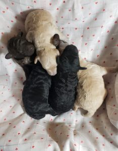 miniature poodle puppy breeder